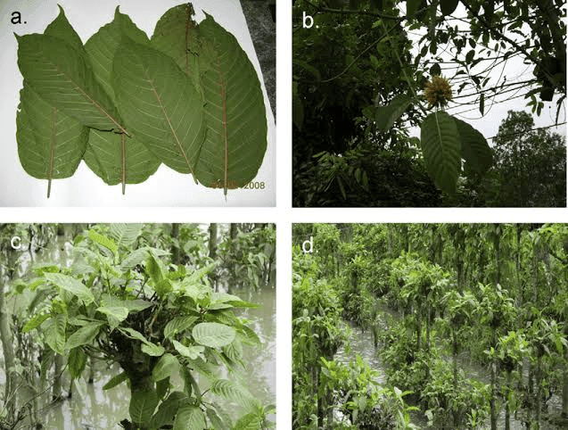 23 Medicinal Health Benefits Of Mitragyna speciosa (Kratom) 23 Medicinal Health Benefits Of Mitragyna speciosa (Kratom)