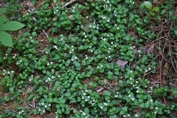 5 Medicinal Health Benefits Of Mitchella repens (Partridgeberry)