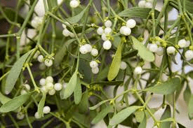 6 Medicinal Health Benefits Of Mistletoe (Viscum album)