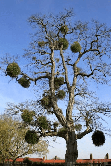 6 Medicinal Health Benefits Of Mistletoe (Viscum album)