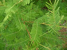 7 Medicinal Health Benefits Of Mimosa verrucosa (Verrucose Mimosa)