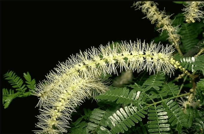 7 Medicinal Health Benefits Of Mimosa tenuiflora (Jurema)