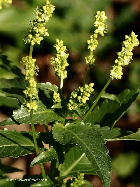 18 Medicinal Health Benefits Of Mercurialis Perennis (Dog's Mercury)