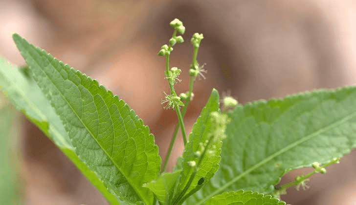 18 Medicinal Health Benefits Of Mercurialis Perennis (Dog's Mercury)