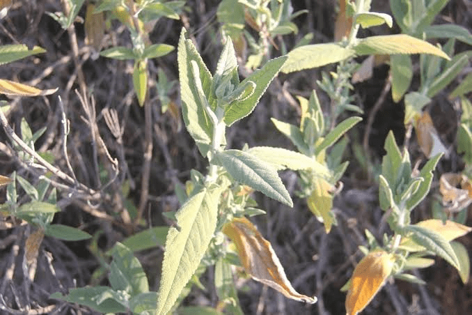5 Medicinal Health Benefits Of Meriandra dianthera (Mint Marjoram)