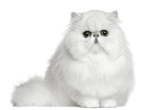Persian Cat Breed (Felis catus) Description and Complete Care Guide