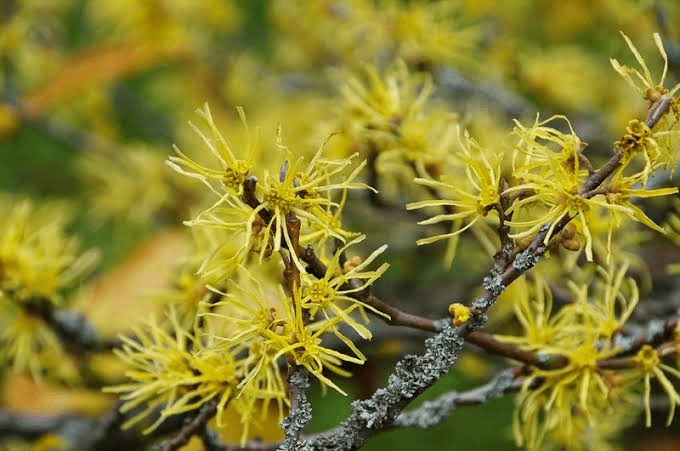 20 Medicinal Health Benefits Of Hamamelis virginiana (American Witch Hazel)