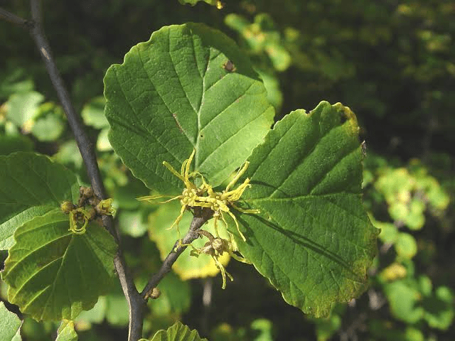 20 Medicinal Health Benefits Of Hamamelis virginiana (American Witch Hazel)