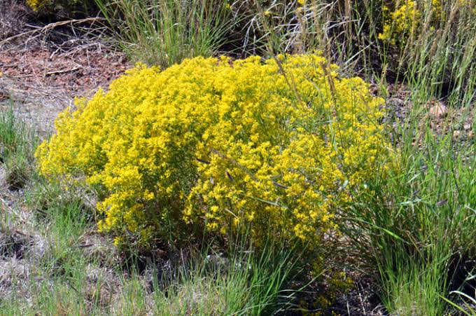 8 Medicinal Health Benefits Of Gutierrezia microcephala (Threadleaf Snakeweed)