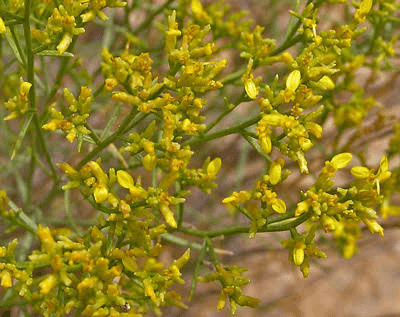 8 Medicinal Health Benefits Of Gutierrezia microcephala (Threadleaf Snakeweed)