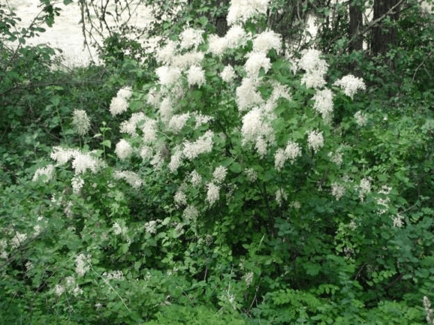 15 Medicinal Health Benefits of Holodiscus discolor (Ocean Spray)