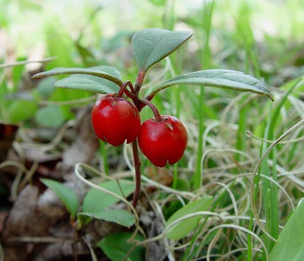 19 Medicinal Health Benefits Of Gaultheria procumbens (Eastern Teaberry)