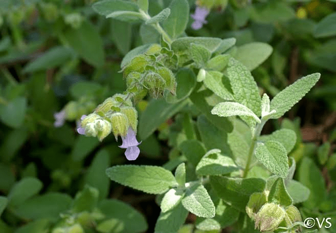 7 Medicinal Health Benefits Of Lepechinia calycina (Pitcher Sage) 7 Medicinal Health Benefits Of Lepechinia calycina (Commonly Known as Pitcher Sage)
