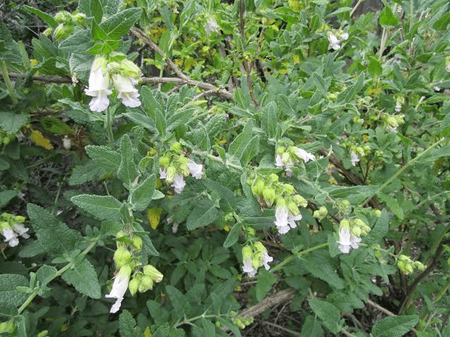 7 Medicinal Health Benefits Of Lepechinia calycina (Pitcher Sage) 7 Medicinal Health Benefits Of Lepechinia calycina (Commonly Known as Pitcher Sage)