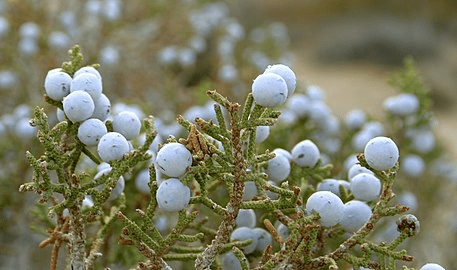 18 Medicinal Health Benefits Of Juniperus Californica (California Juniper)