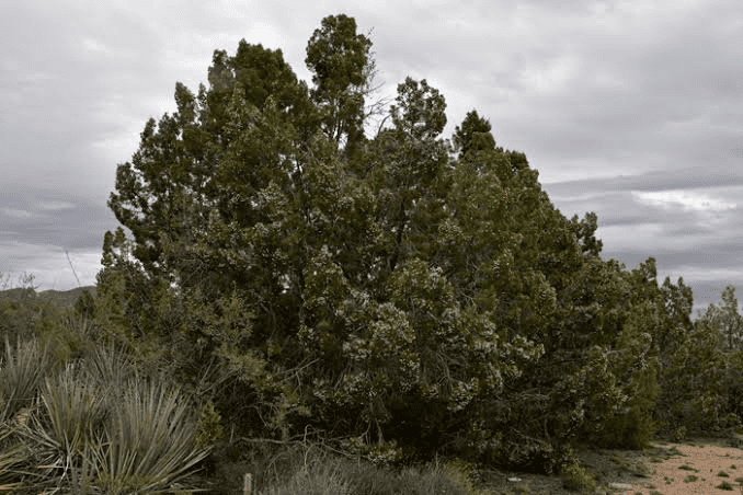 18 Medicinal Health Benefits Of Juniperus Californica (California Juniper)