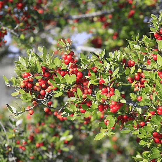16 Medicinal Health Benefits Of Ilex vomitoria (Yaupon Holly) 16 Medicinal Health Benefits Of Ilex vomitoria (Yaupon Holly)