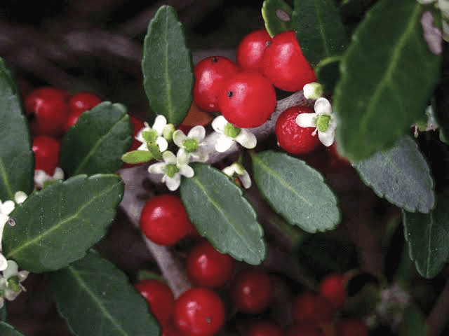 16 Medicinal Health Benefits Of Ilex vomitoria (Yaupon Holly) 16 Medicinal Health Benefits Of Ilex vomitoria (Yaupon Holly)