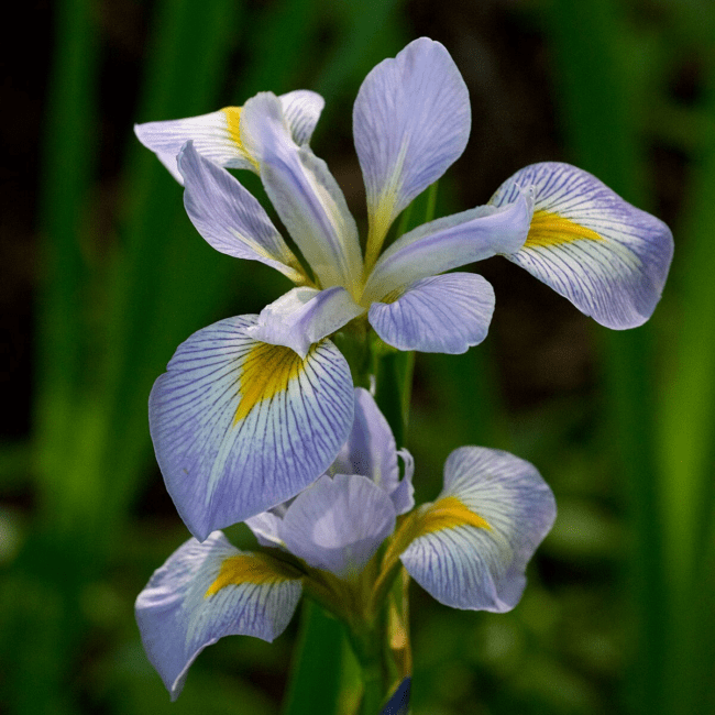 18 Medicinal Health Benefits of Iris virginica (Southern Blue Flag)