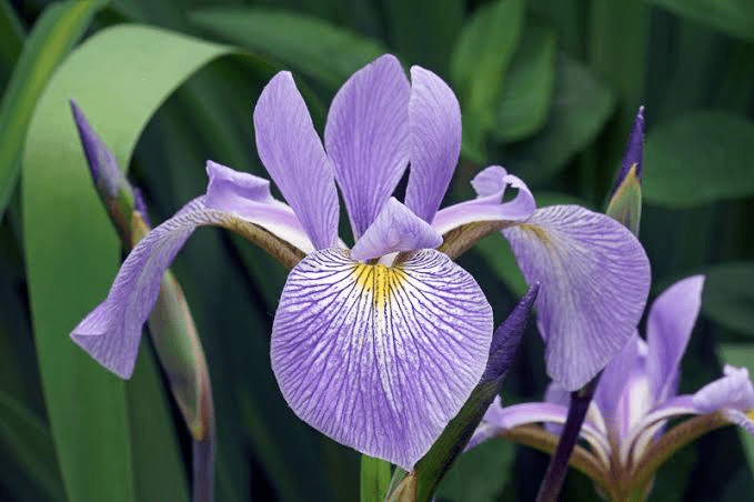 18 Medicinal Health Benefits of Iris virginica (Southern Blue Flag)