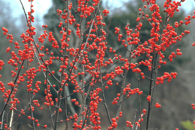 15 Medicinal Health Benefits Of Ilex verticillata (Winterberry) 15 Medicinal Health Benefits Of Ilex verticillata (Winterberry)