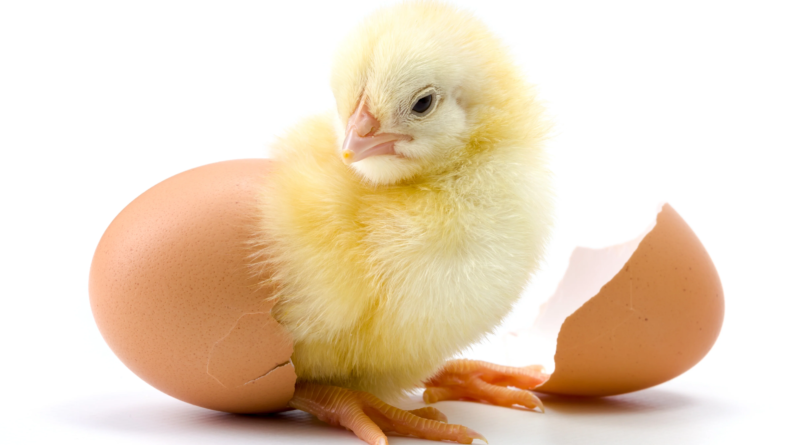 How to Raise Newly Hatched Baby Chicks