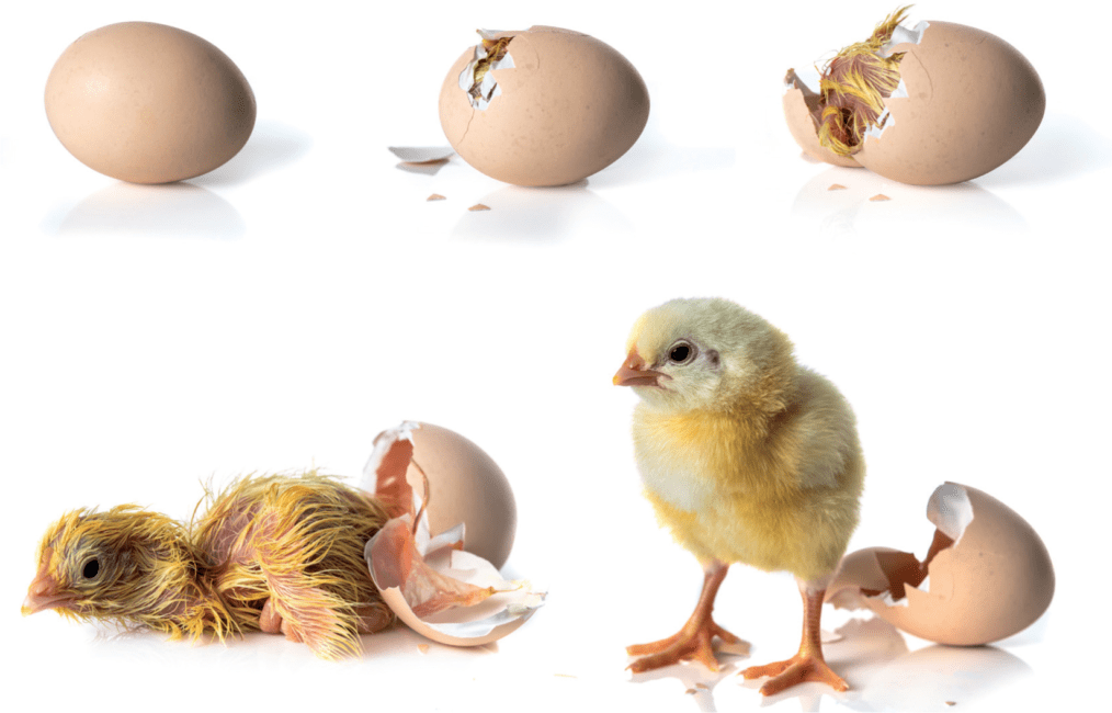 How to Raise Newly Hatched Baby Chicks