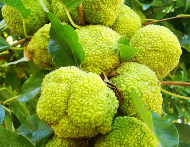 20 Medicinal Health Benefits Of Maclura pomifera (Osage orange)