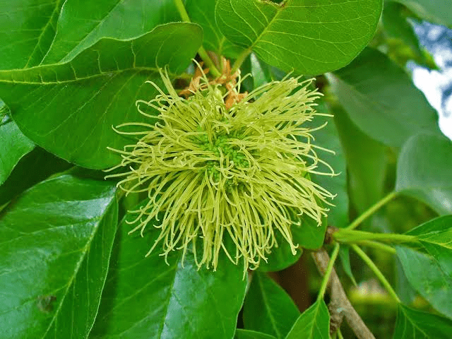 20 Medicinal Health Benefits Of Maclura pomifera (Osage orange)