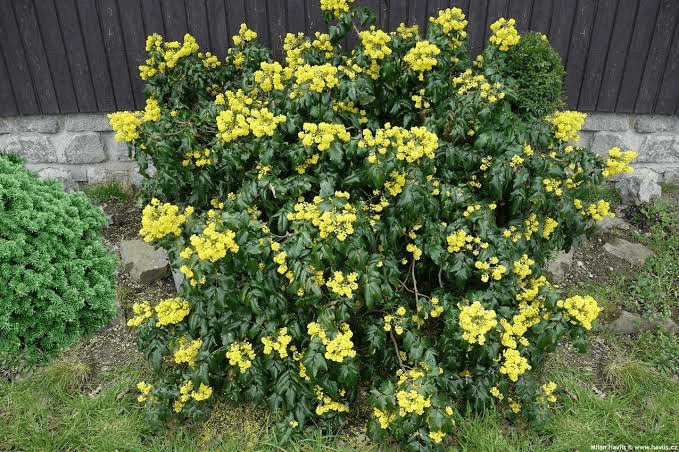 18 Medicinal Health Benefits Of Mahonia aquifolium (Oregon Grape)