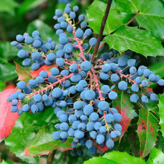 18 Medicinal Health Benefits Of Mahonia aquifolium (Oregon Grape ...