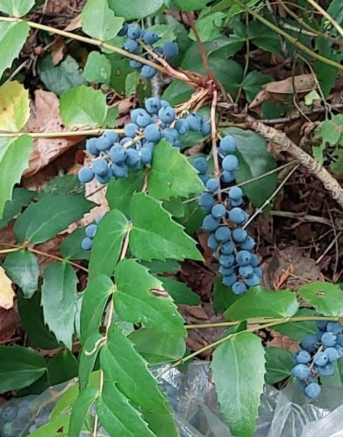 18 Medicinal Health Benefits Of Mahonia nervosa (Longleaf Oregon Grape)