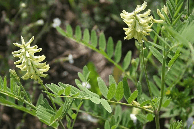 23 Medicinal Health Benefits Of Astragalus canadensis (Canadian Wild Licorice)
