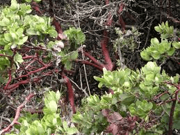 8 Medicinal Health Benefits Of Manzanita (Arctostaphylos spp.)