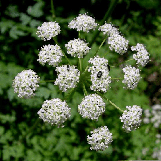 5 Medicinal Health Benefits Of Ligusticum porteri (Osha Root) 5 Medicinal Health Benefits Of Ligusticum porteri (Osha Root)