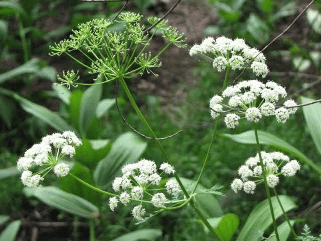 5 Medicinal Health Benefits Of Ligusticum porteri (Osha Root) 5 Medicinal Health Benefits Of Ligusticum porteri (Osha Root)