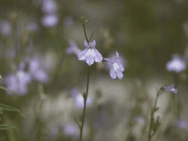 16 Medicinal Health Benefits Of Lobelia kalmii (Ontario Lobelia)