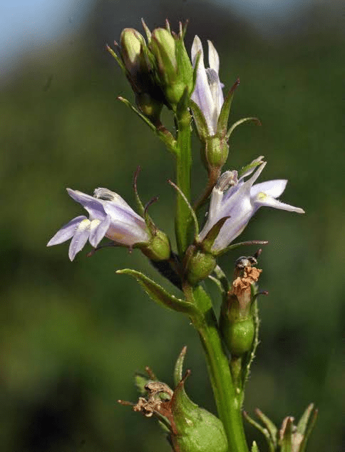 14 Medicinal Health Benefits of Lobelia inflata (Indian Tobacco)