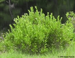 16 Medicinal Health Benefits of Lyonia mariana (Staggerbush)
