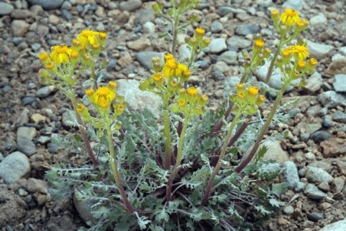 19 Medicinal Health Benefits of Packera multilobata (Lobeleaf groundsel) 19 Medicinal Health Benefits of Packera multilobata (Lobeleaf groundsel)