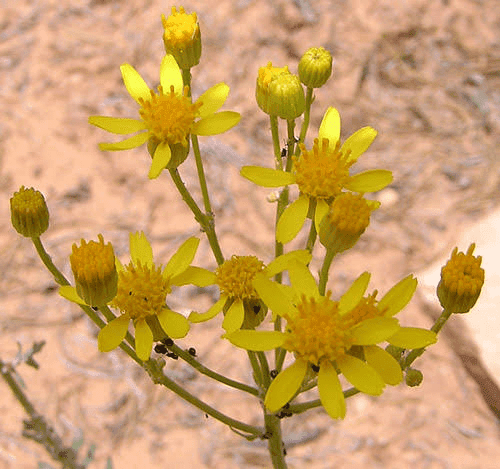 19 Medicinal Health Benefits of Packera multilobata (Lobeleaf groundsel) 19 Medicinal Health Benefits of Packera multilobata (Lobeleaf groundsel)