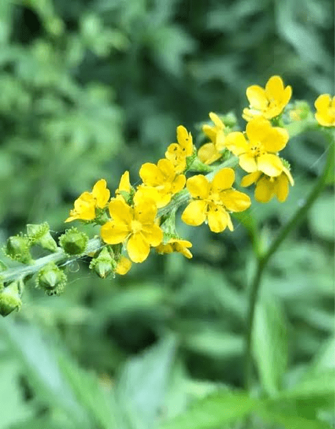 25 Medicinal Health Benefits Of Agrimonia (Agrimony)