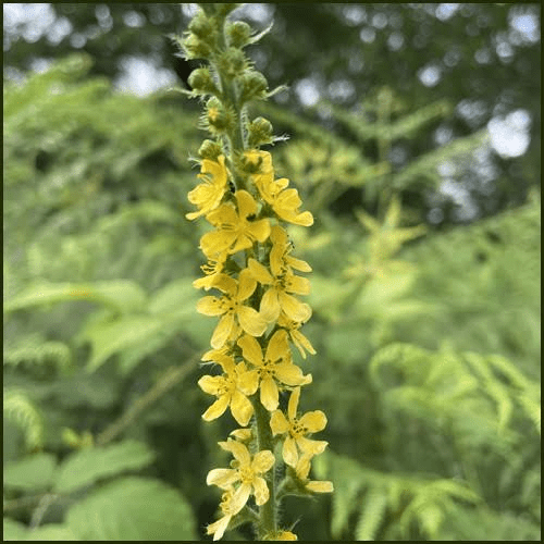 25 Medicinal Health Benefits Of Agrimonia (Agrimony)