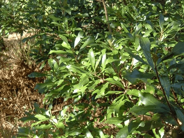 10 Medicinal Health Benefits Of Myrica caroliniensis (Southern Bayberry)