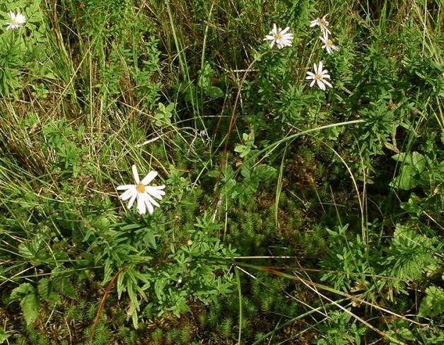 18 Medicinal Health Benefits Of Oclemena nemoralis (Glade Fern) 18 Medicinal Health Benefits Of Oclemena nemoralis (Glade Fern)
