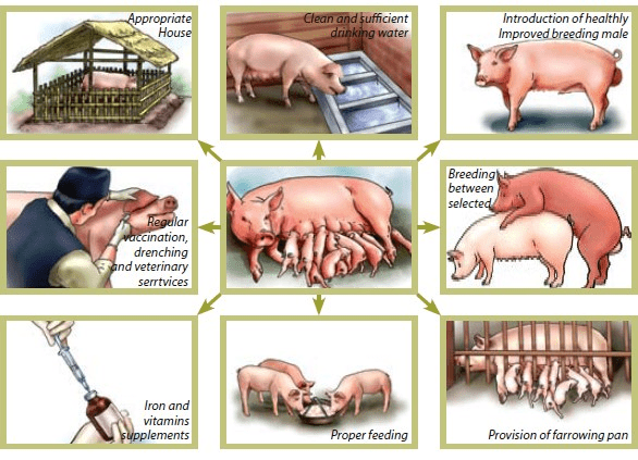 Pigs Breeding Cycle and Recommended Practices