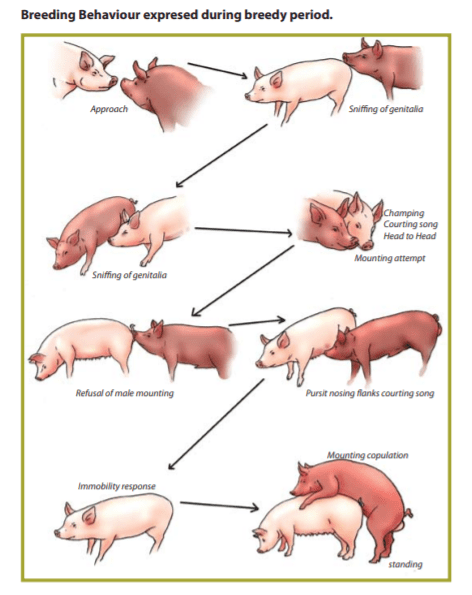 Pigs Breeding Cycle and Recommended Practices