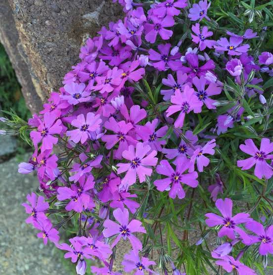 4 Medicinal Health Benefits Of Phlox Subulata (Moss Pink)