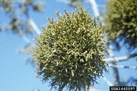 17 Medicinal Health Benefits Of Phoradendron juniperinum (Mistletoe)