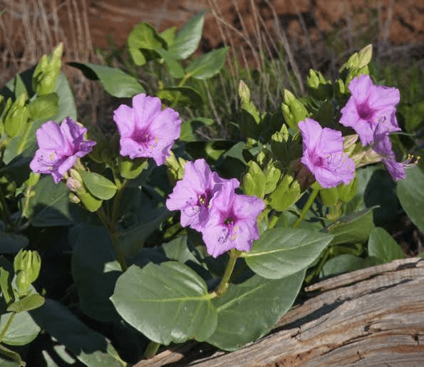 25 Medicinal Health Benefits Of Mirabilis multiflora (Colorado Four O'Clock)